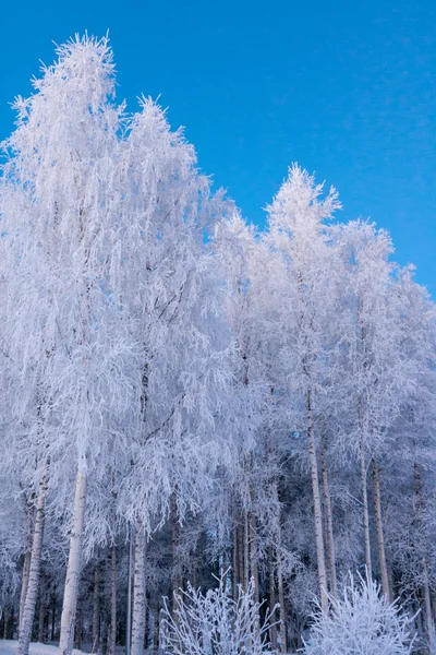 Hermosa escena de invierno . —  Fotos de Stock