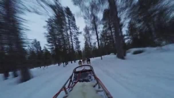 Finland, Pov av husky hund team gå igenom — Stockvideo