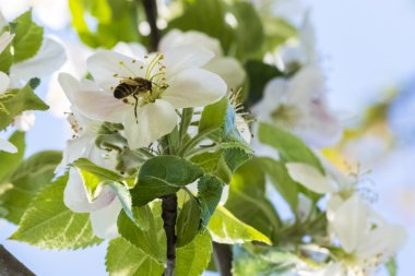 Bahar - çiçek tozlayan bir arı