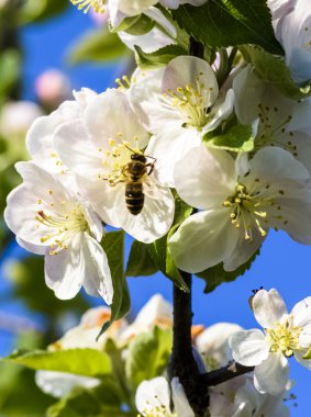 Bahar - çiçek tozlayan bir arı