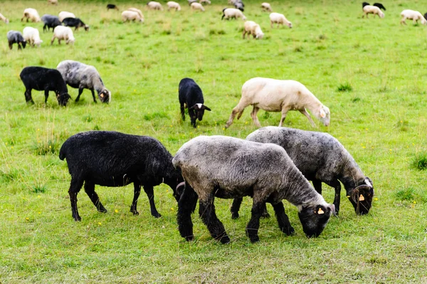 Sheep on pasture in the mountains — Stock Photo, Image