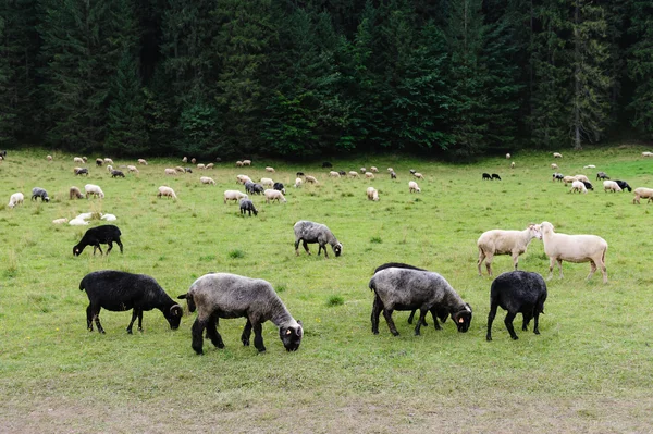 Ovce na pastvu v horách — Stock fotografie