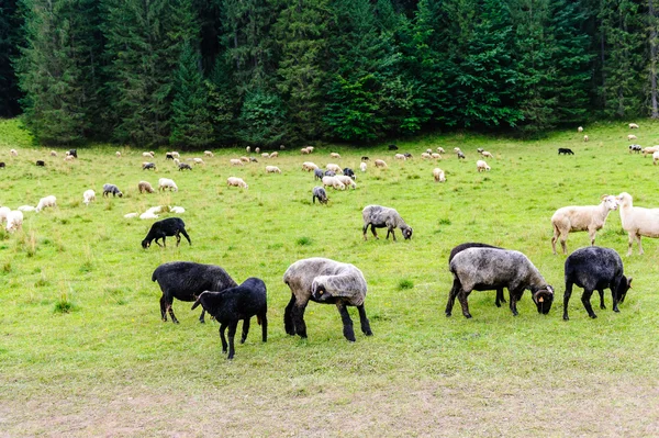 Ovce na pastvu v horách — Stock fotografie