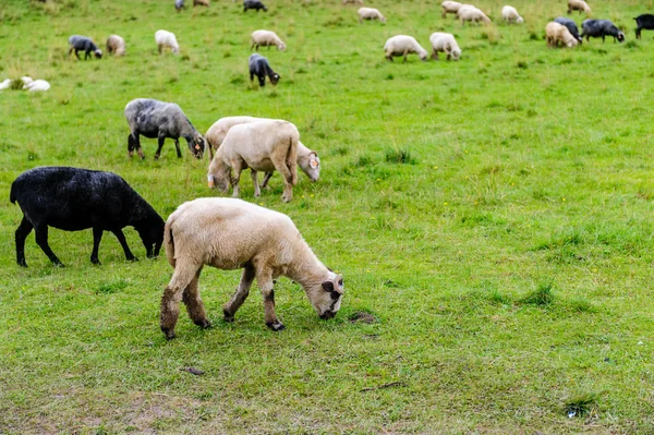 Sheep on pasture in the mountains — Stock Photo, Image