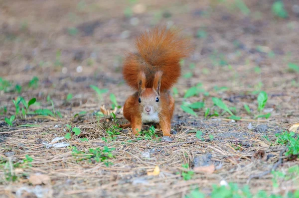 Europäisches Rotes Eichhörnchen - Herbstfärbung — Stockfoto