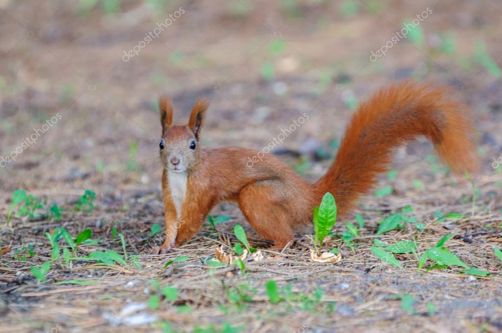 European red squirrel autumn coloration — Stock Photo © rlat28 56469675