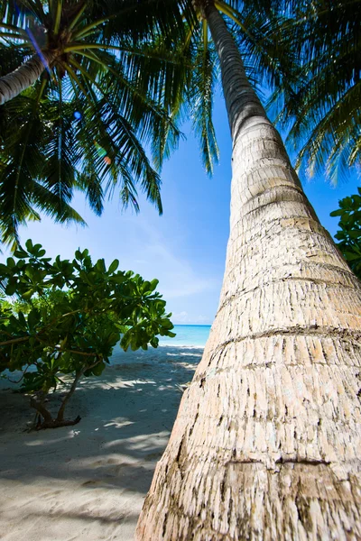 Dokonalá tropická pláž s palmami — Stock fotografie