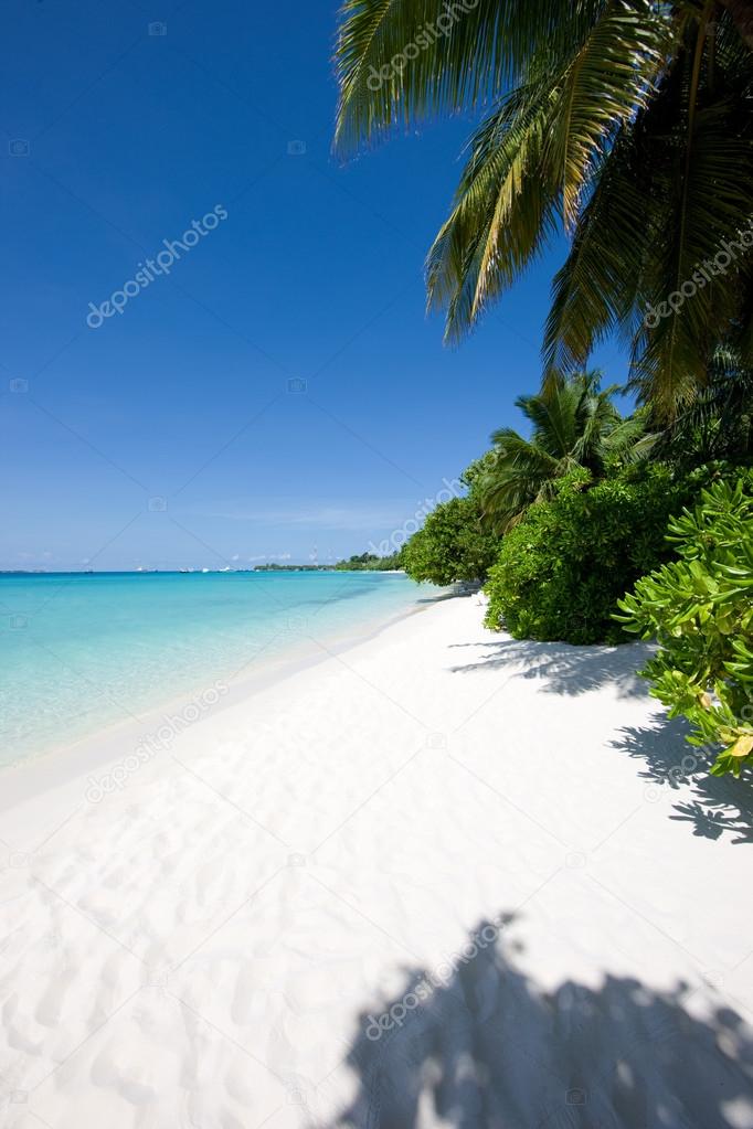 Beautiful tropical beach with trees