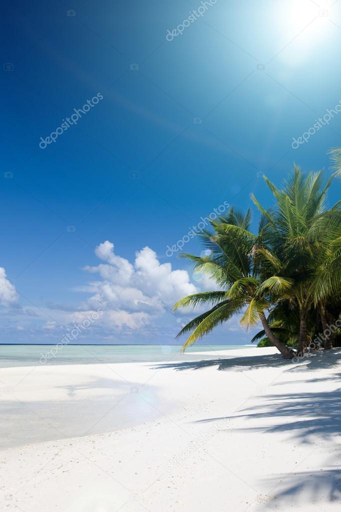 Ocean and coconut palm