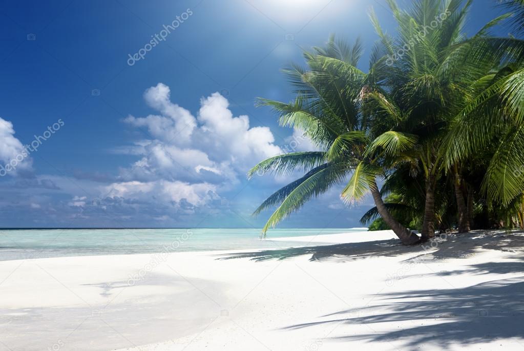 Sand island with coconut palms