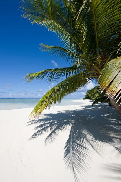 Palm trees on a tropical beach — Stock Photo, Image