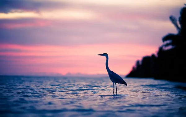 Heron i vattnet vid solnedgången — Stockfoto