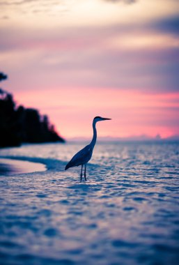 Gün batımında, Maldivler balıkçıl