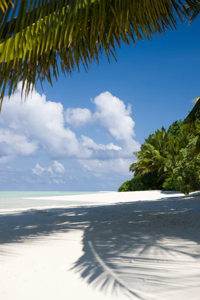 The shadow of the palm trees on a tropical beach — Stock Photo, Image