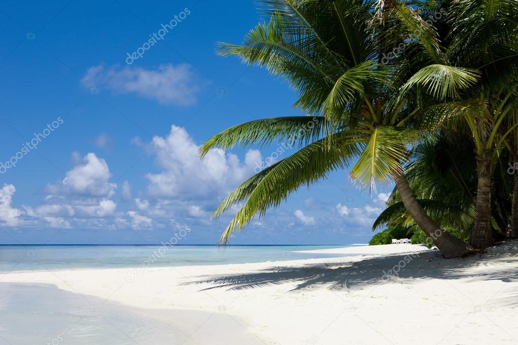 Palms on tropical sand beach