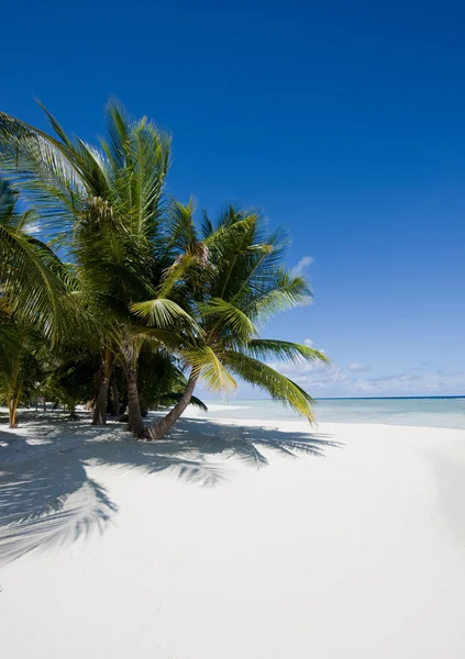 's middags een tropisch strand — Stockfoto