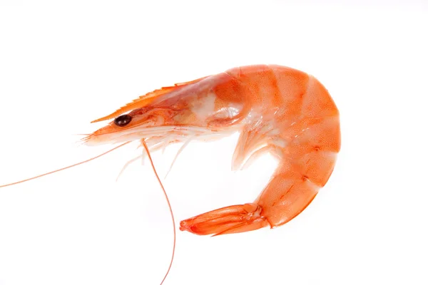 Single shrimp Royalty Free Stock Images