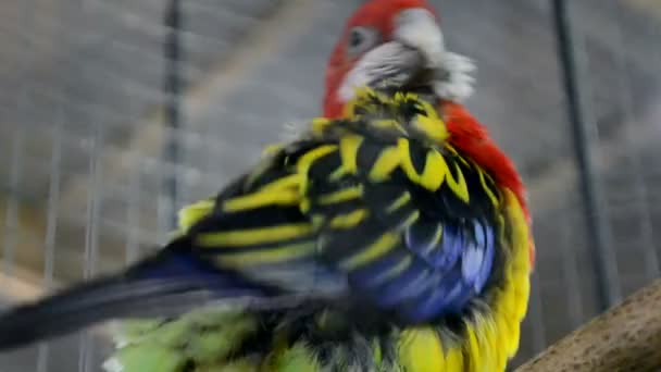 Rainbow papegoja närbild på trä abborre, exotiska fågeln mångfald. — Stockvideo