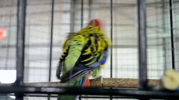 Rainbow parrot closeup on wooden perch, exotic bird diversity. — Stock Video