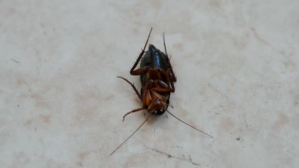 昆虫のクローズ アップ、消毒後の殺虫剤でゴキブリ. — ストック動画