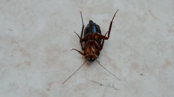 Cucaracha bajo insecticida después de la desinfección, primer plano de insectos . — Vídeo de stock