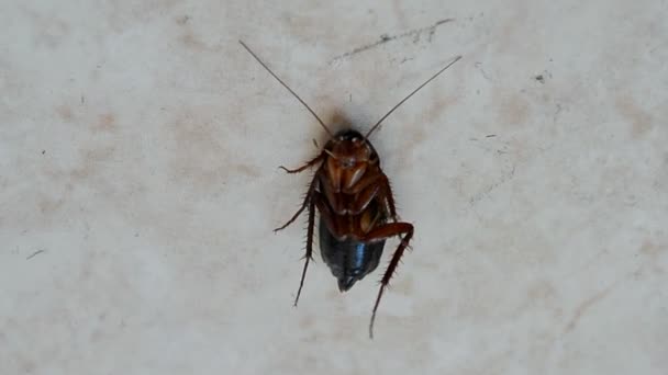 Cockroach under insecticide after disinfection, insect closeup. — Stock Video