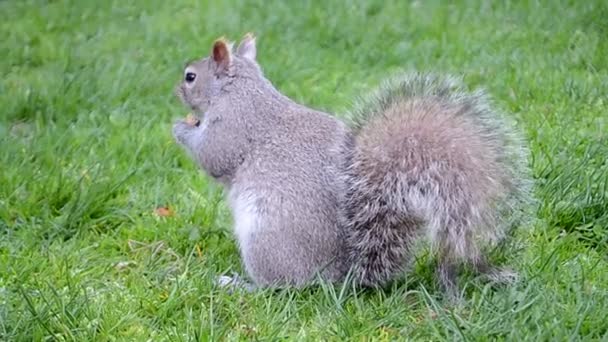 Écureuil avec grande brosse moelleuse sur pelouse verte, environnement , — Video