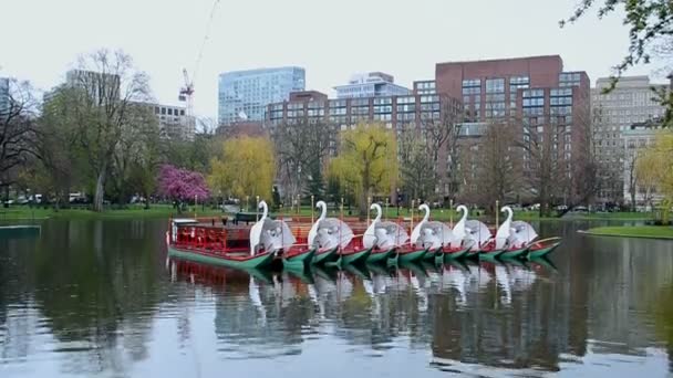 Swan Boats in pond of the Boston Public Garden on April 26, 2016 in Boston, USA. — Stock Video