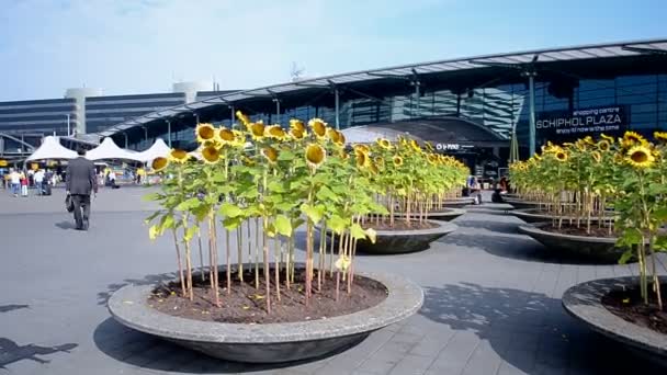 Amsterdamskie lotnisko Schiphol w Amsterdamie, Holandia, — Wideo stockowe