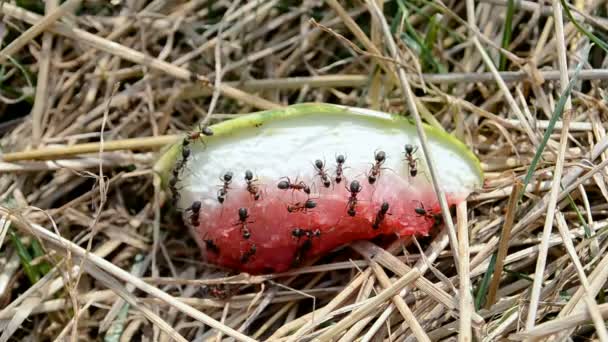 Ant heap op water-meloen stuk in het gras, close-up van de natuur, — Stockvideo