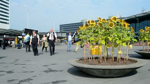 Zonnebloemen in de Amsterdam Airport Schiphol, Amsterdam, Nederland. — Stockvideo