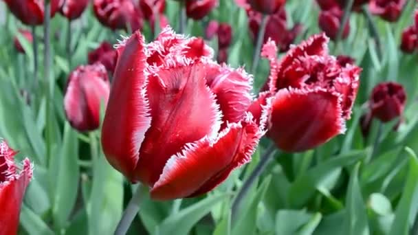 Vermelho tulipas heap no dia ensolarado, diversidade temporada , — Vídeo de Stock