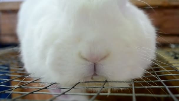 Rabbit closeup, animal diversity, — Stock Video