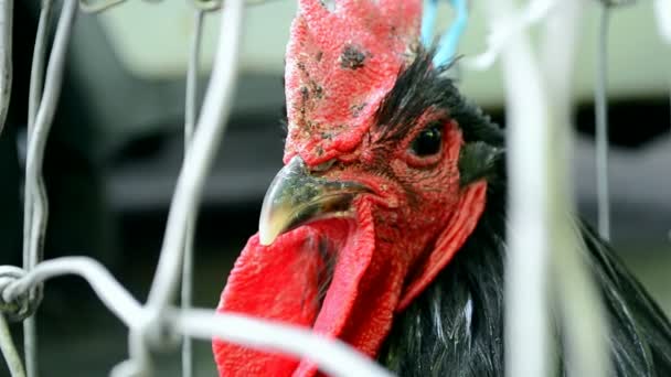 Vogel boerderij, haan en kip, diversiteit van de natuur. — Stockvideo