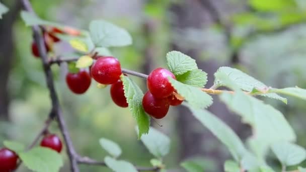 Červená bobule z Nankingu (Prunus tomentosa nebo cerasus tomentosa) uzavedená větev. — Stock video