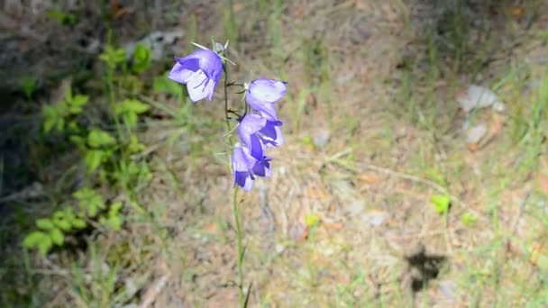 Bluebell (campana-flor) en el bosque en día soleado, diversidad del ambiente del verano — Vídeos de Stock