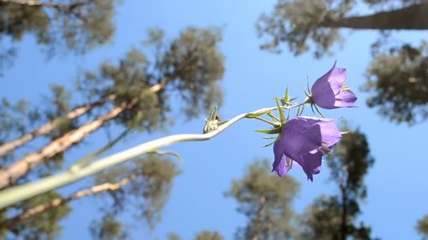 Bluebell (campanario) y pino en el bosque, diversidad ambiental de verano . — Vídeo de stock