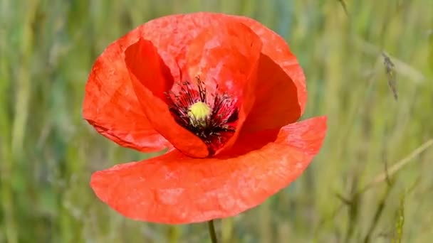 Opium, poppy flower closeup waving on the wind, summer environment. — Stock Video