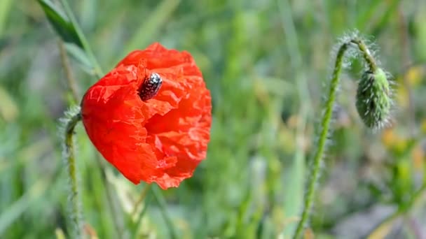 Insetto sul fiore di papavero rosso che ondeggia sul vento, ambiente estivo . — Video Stock