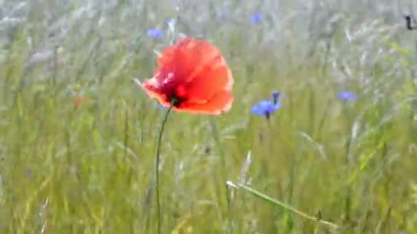 Bunga poppy closeup melambaikan tangan pada angin, lingkungan musim panas . — Stok Video