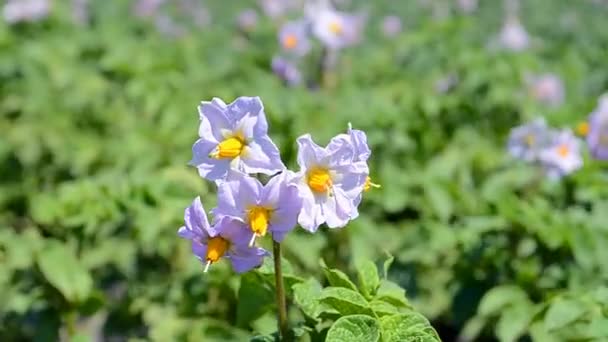 马铃薯开花特写蔬菜种植园，夏季农业. — 图库视频影像