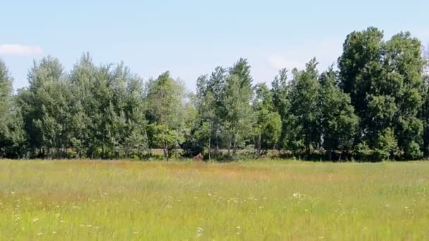 Train bleu sous les arbres verts par temps ensoleillé, diversité des transports — Video