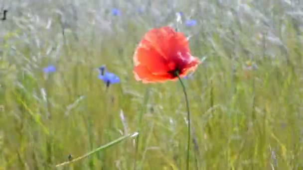 Макова квітка крупним планом махає на вітрі, літнє середовище . — стокове відео