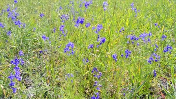 Padang rumput hijau dengan bunga biru, keragaman lingkungan musim panas . — Stok Video