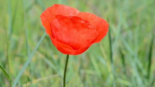 Poppy flower closeup waving on the wind, summer environment. — Stock Video