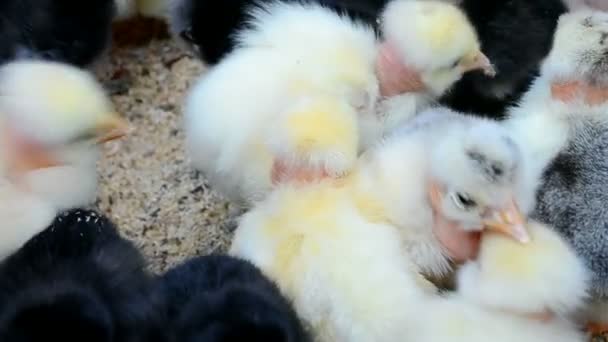 Hühner in Großaufnahme, Naturvielfalt, — Stockvideo