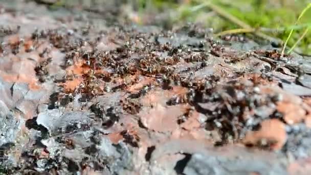 Hormigas amontonan primer plano en el árbol, diversidad ambiental de verano , — Vídeos de Stock