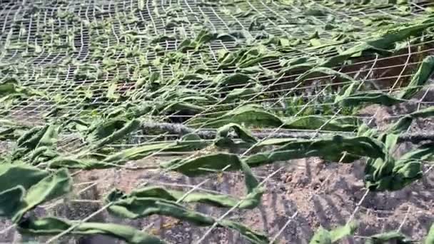 Camuflaje verde enmascaramiento rejilla, diversidad de seguridad . — Vídeo de stock