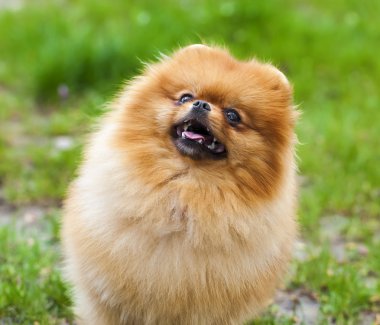 komik küçük tüylü köpek çim