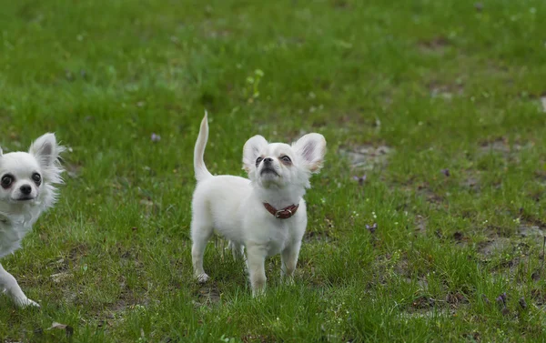 Rolig liten fluffig hund i gräset — Stockfoto